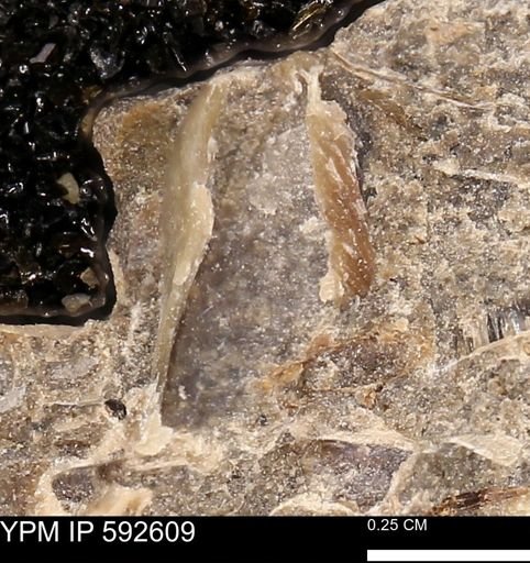 undet. Mollusca