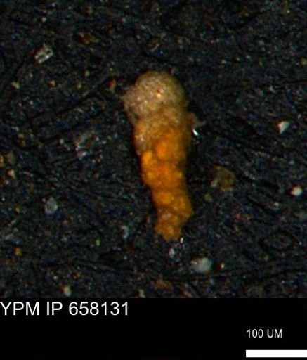Verneuilinoides kansasensis