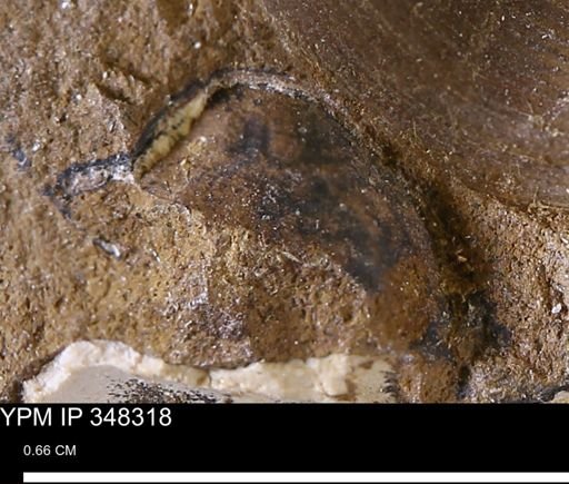 undet. Bivalvia