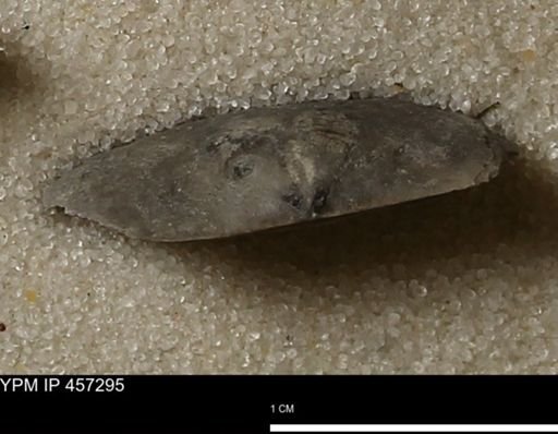 Pholidostrophia iowaensis