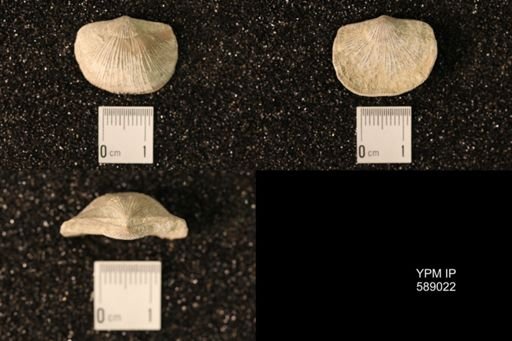Dinorthis subquadrata