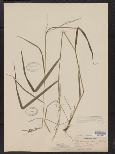 Festuca subverticillata
