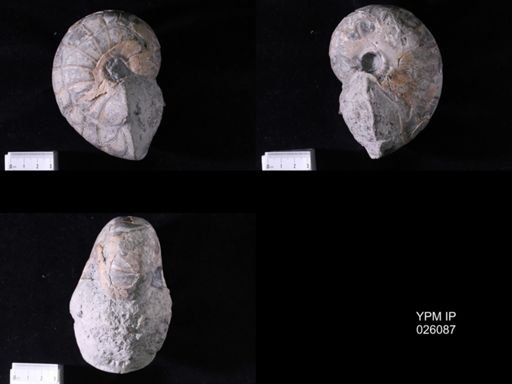 undet. Nautiloidea