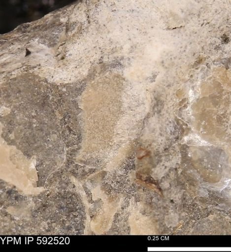 undet. Mollusca