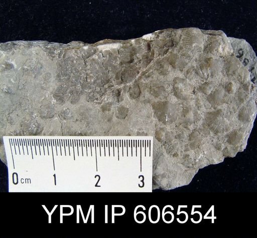Rafinesquina gracilis