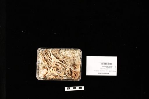 Holacanthus ciliaris