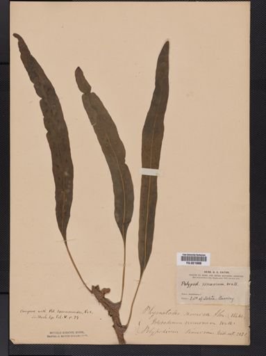 Polypodium