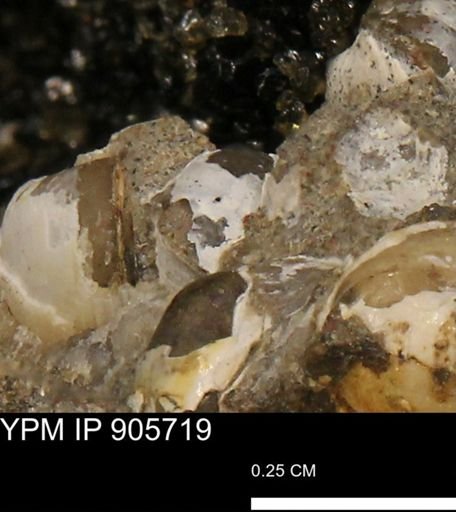 Corbulamella sp.
