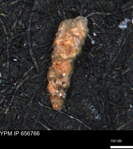 Verneuilinoides hectori