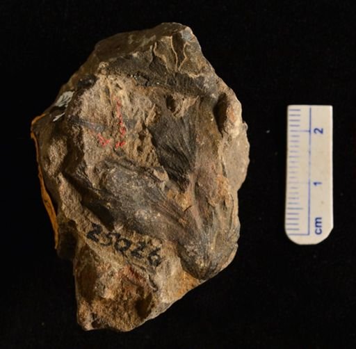 Lygodium sp.