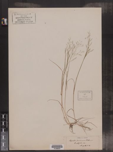 Agrostis perennans