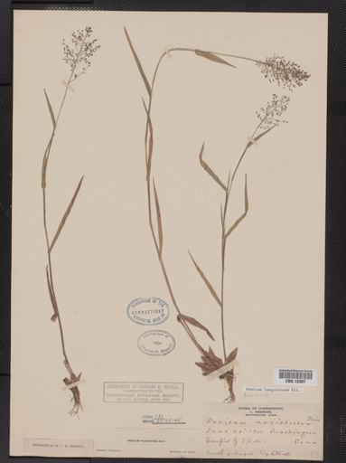 Panicum lanuginosum
