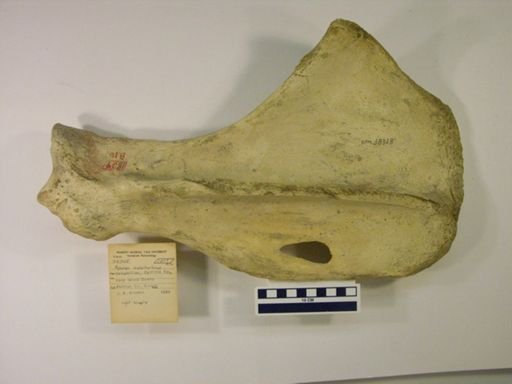 Rhinocerotidae