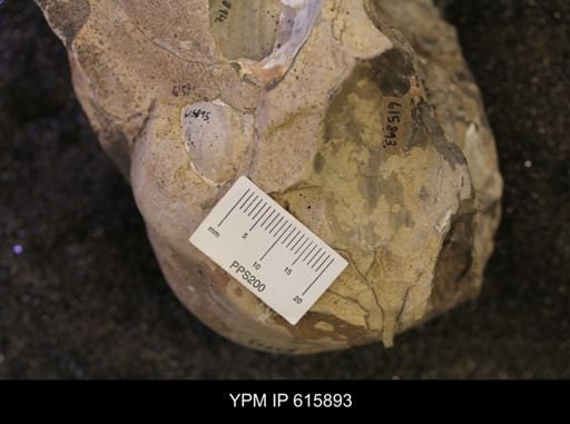 Inoceramus sp.