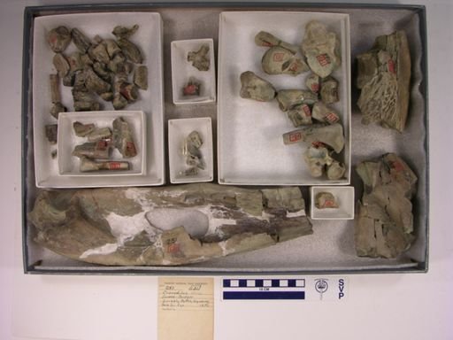 Crocodylus affinis