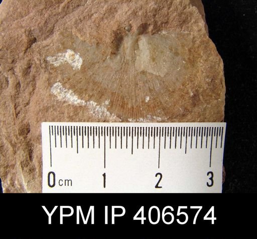 Leptostrophia blainvillii?