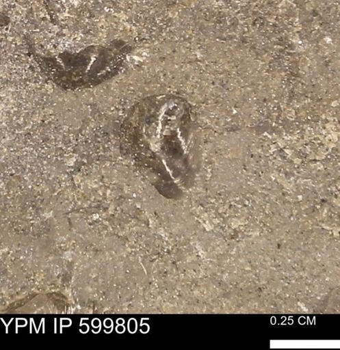 Protocardia subquadrata