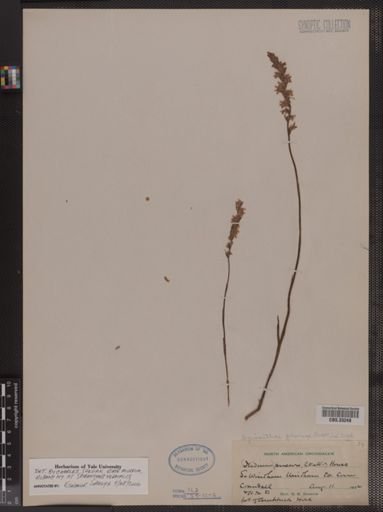 Spiranthes vernalis