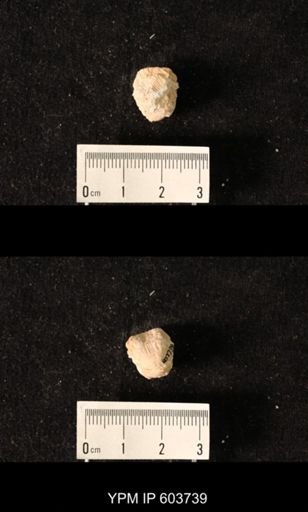 Productus sp.