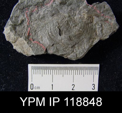 Leptaena rhomboidalis