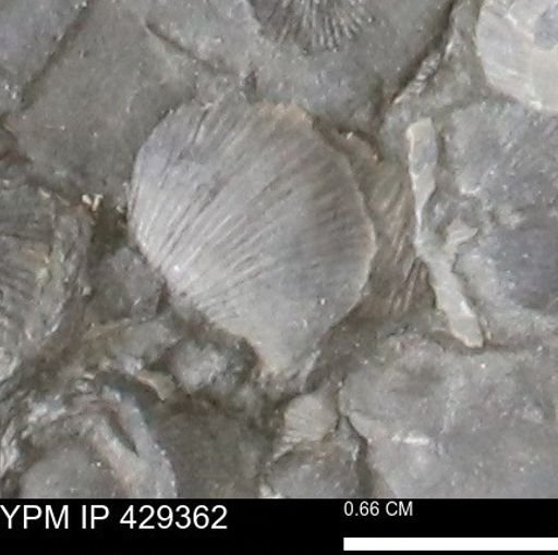 Devonochonetes scitulus