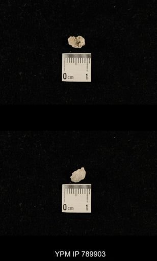 undet. Brachiopoda