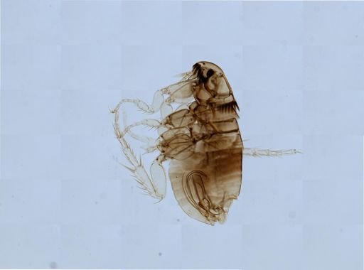 Ctenocephalides felis
