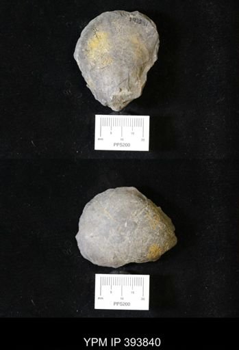 Actinodesma erectum