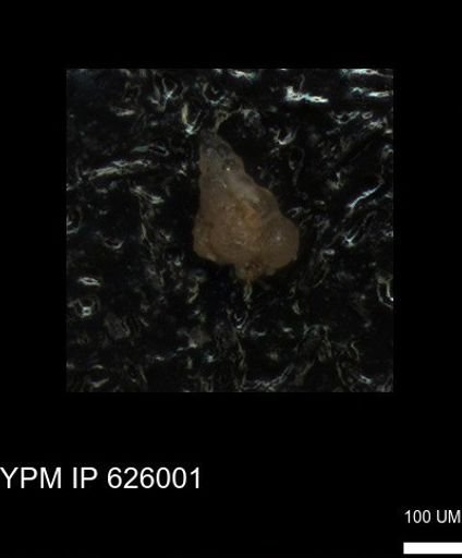 Heterohelicidae