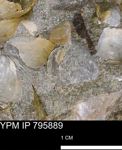 Protocardia?