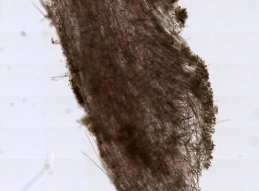 Sympagella nux