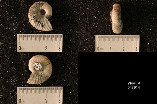 Hoploscaphites nicolletii