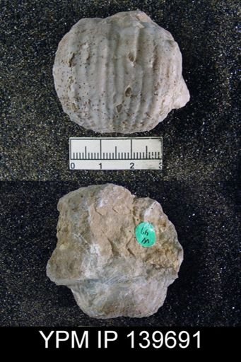 Productus (Dictyoclostus) indicus