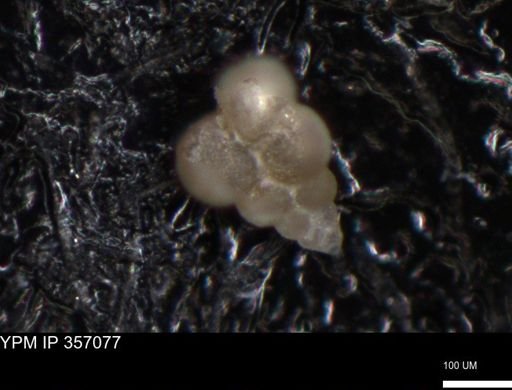 undet. Foraminiferida