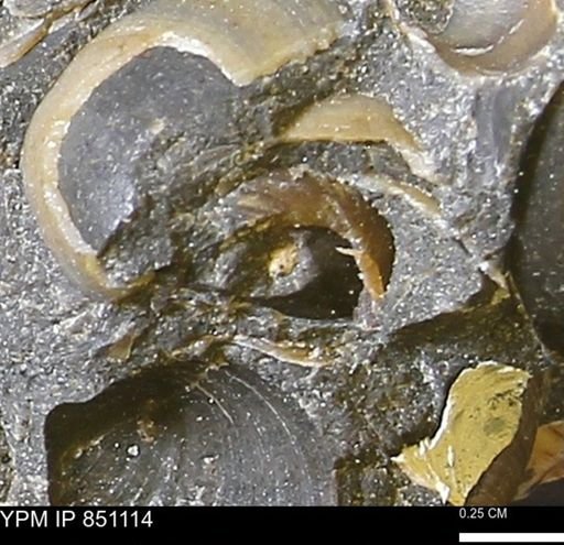 Limopsis striatopunctatus