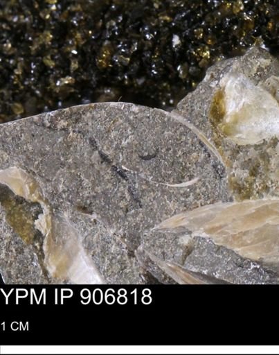 undet. Bivalvia