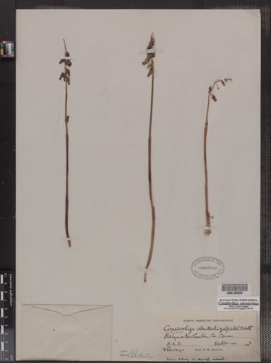 Corallorrhiza