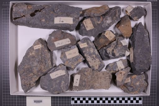mixed taxa, stratigraphic collection