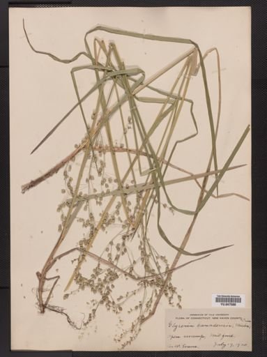 Glyceria canadensis