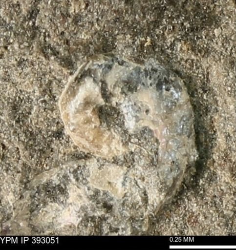 Scaphites sp.