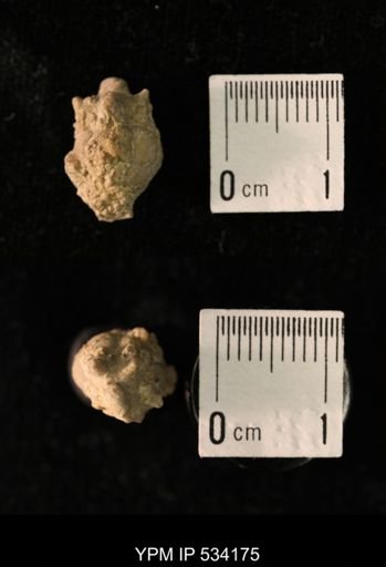 Talarocrinus sp.