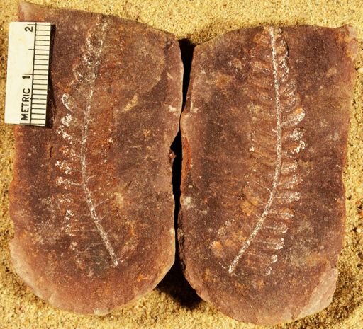 Pecopteris