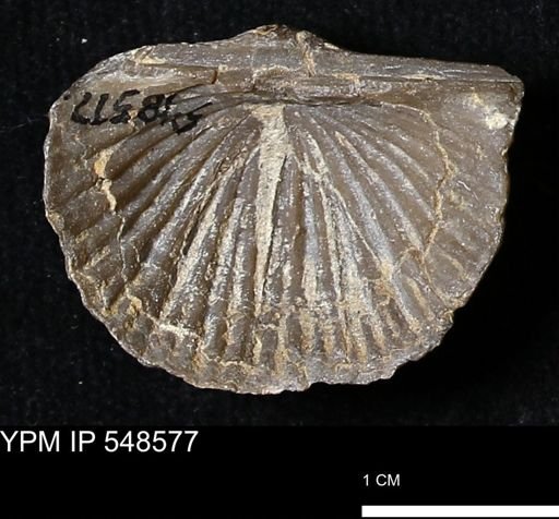 Stropheodonta inflexa?