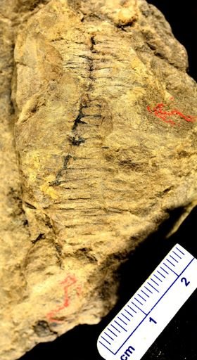 Calamites sp.