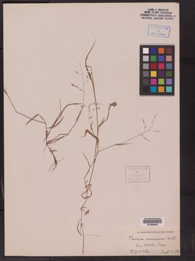 Panicum verrucosum