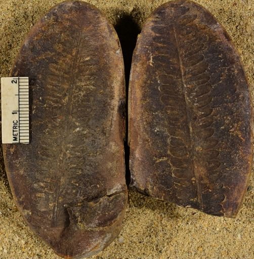 Pecopteris unitus