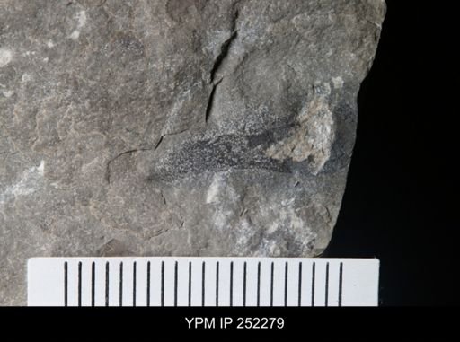 Cooksonia sp.