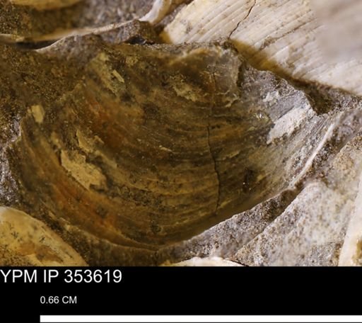 Limopsis striatopunctatus