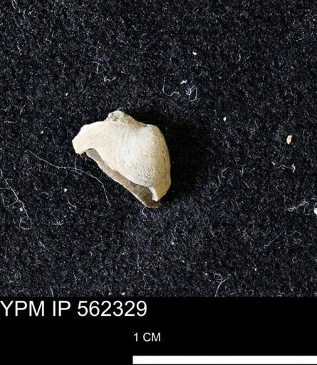 Limopsis striatopunctatus