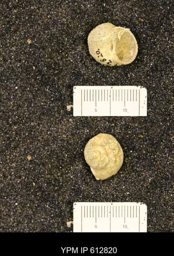 Vanikoropsis sp.